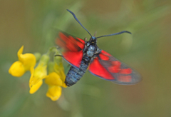 Seksflekket bloddråpesvermer (Zygaena filipendulae)