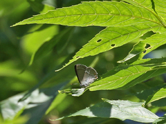 Eikestjertvinge (Favonius quercus)