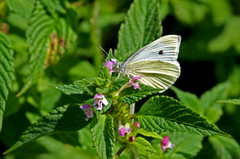 Liten kålsommerfugl (Pieris rapae)