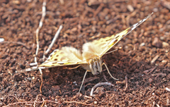 Tistelsommerfugl (Vanessa cardui)