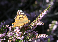 Tistelsommerfugl (Vanessa cardui)