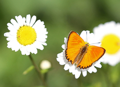 Oransjegullvinge (Lycaena virgaureae)