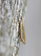 Beitenebbmott (Crambus pascuella)