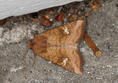 Stengelfly (Amphipoea)