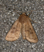 Lyst ringurtefly (Hoplodrina octogenaria)