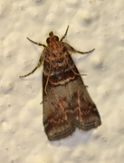 Rognesmalmott (Acrobasis advenella)