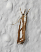 Treflekket nebbmott (Catoptria permutatellus)