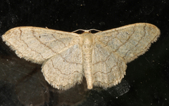 Vinkelengmåler (Idaea aversata)