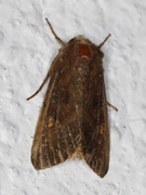 Hagelundfly (Lacanobia oleracea)