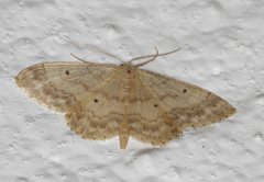 Randengmåler (Idaea biselata)