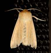 Halmgult gressfly (Mythimna pallens)