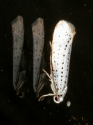 Heggspinnmøll (Yponomeuta evonymella)