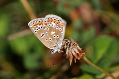 Tiriltungeblåvinge (Polyommatus icarus)