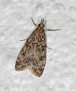 Barkmosemott (Eudonia truncicolella)