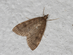 Buskengmott (Udea prunalis)