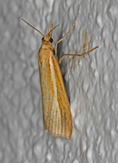 Okernebbmott (Agriphila tristella)