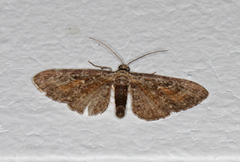 Rustdvergmåler (Eupithecia icterata)