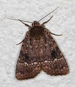 Rødt pyramidefly (Amphipyra pyramidea)