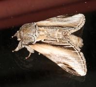 Seljetannspinner (Pheosia tremula)