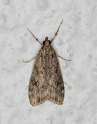 Barkmosemott (Eudonia truncicolella)