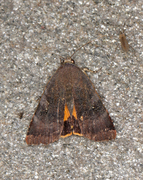 Fiolett båndfly (Noctua janthe)