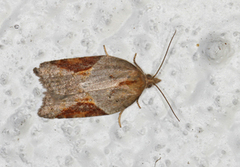 Buskflatvikler (Acleris laterana)