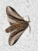 Seljetannspinner (Pheosia tremula)