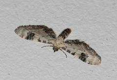 Hvit dvergmåler (Eupithecia centaureata)