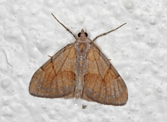 Fjærbarmåler (Pennithera firmata)