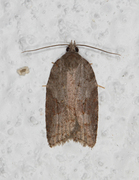 Lønnebladflatvikler (Acleris sparsana)