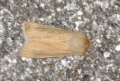 Halmgult gressfly (Mythimna pallens)