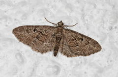 Augustdvergmåler (Eupithecia pusillata)