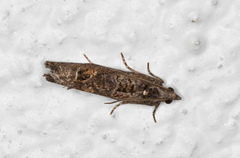 Ospekveldvikler (Epinotia maculana)