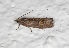 Ospekveldvikler (Epinotia maculana)