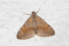 Fjærbarmåler (Pennithera firmata)