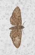 Augustdvergmåler (Eupithecia pusillata)