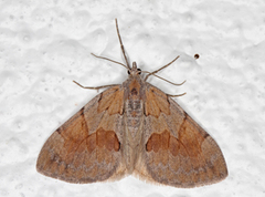 Fjærbarmåler (Pennithera firmata)
