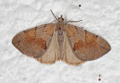 Fjærbarmåler (Pennithera firmata)