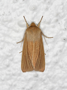 Halmgult gressfly (Mythimna pallens)