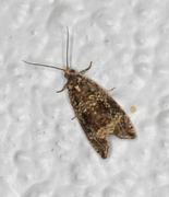 Olivenprydvikler (Celypha lacunana)