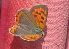 Ildgullvinge (Lycaena phlaeas)