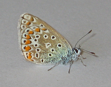 Tiriltungeblåvinge (Polyommatus icarus)