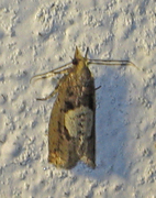 Augustkveldvikler (Epinotia solandriana)