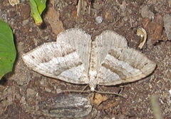 Linjelundmåler (Mesotype parallelolineata)