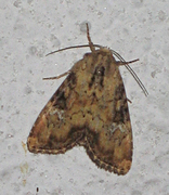 Praktengfly (Apamea scolopacina)