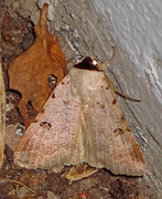 Augustvikkefly (Lygephila craccae)