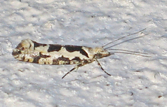 Ypsolopha sequella