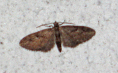 Augustdvergmåler (Eupithecia pusillata)