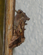 Gammafly (Autographa gamma)