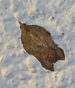 Grå-/konkavflatvikler (Acleris effractana/emargana)